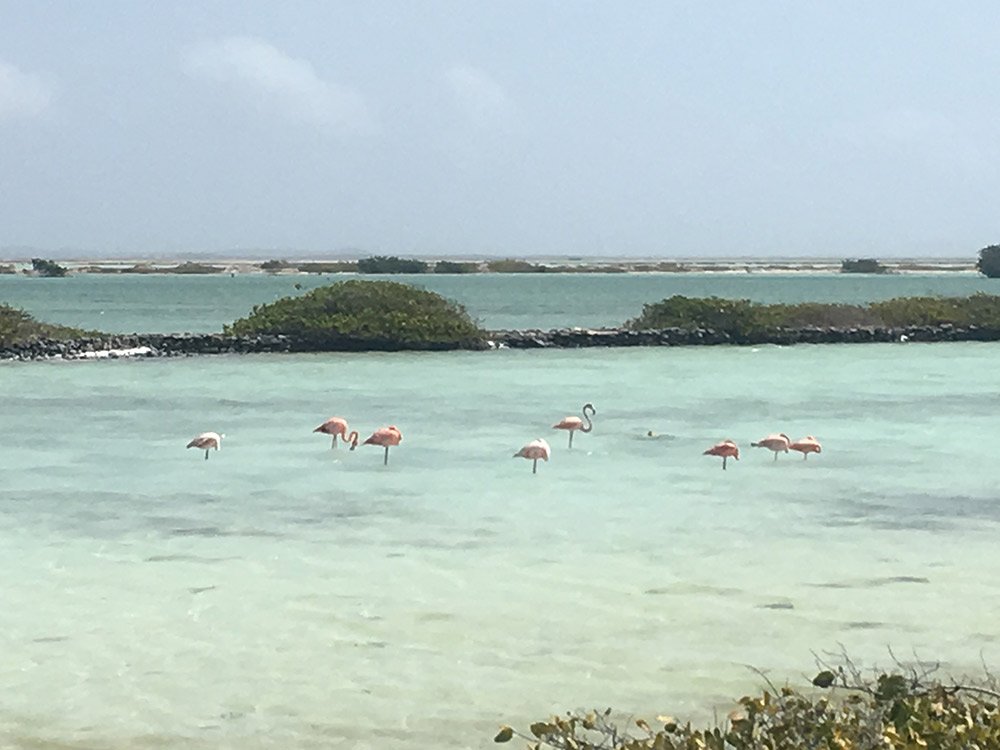 10c-fenicotteri viaggio aruba bambini