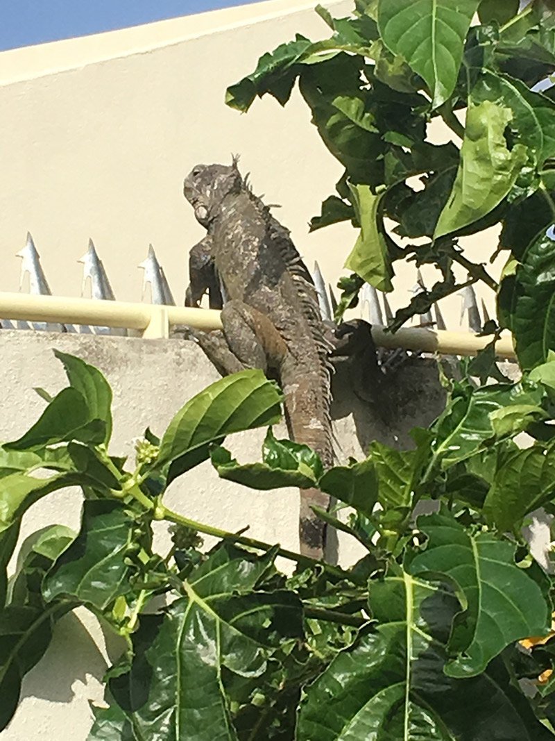 iguana aruba antille olandesi