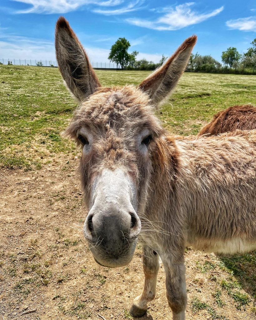 agriturismo per bambini a roma con fattoria didattica