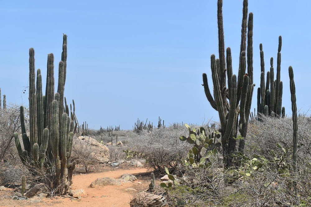 3e-cactus viaggio aruba antille olandesi bambini