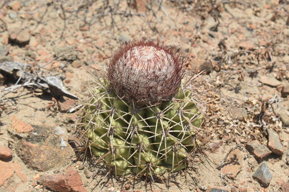 3e-cactus viaggio aruba antille olandesi bambini