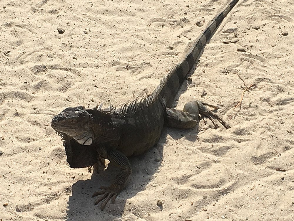 iguana aruba antille olandesi