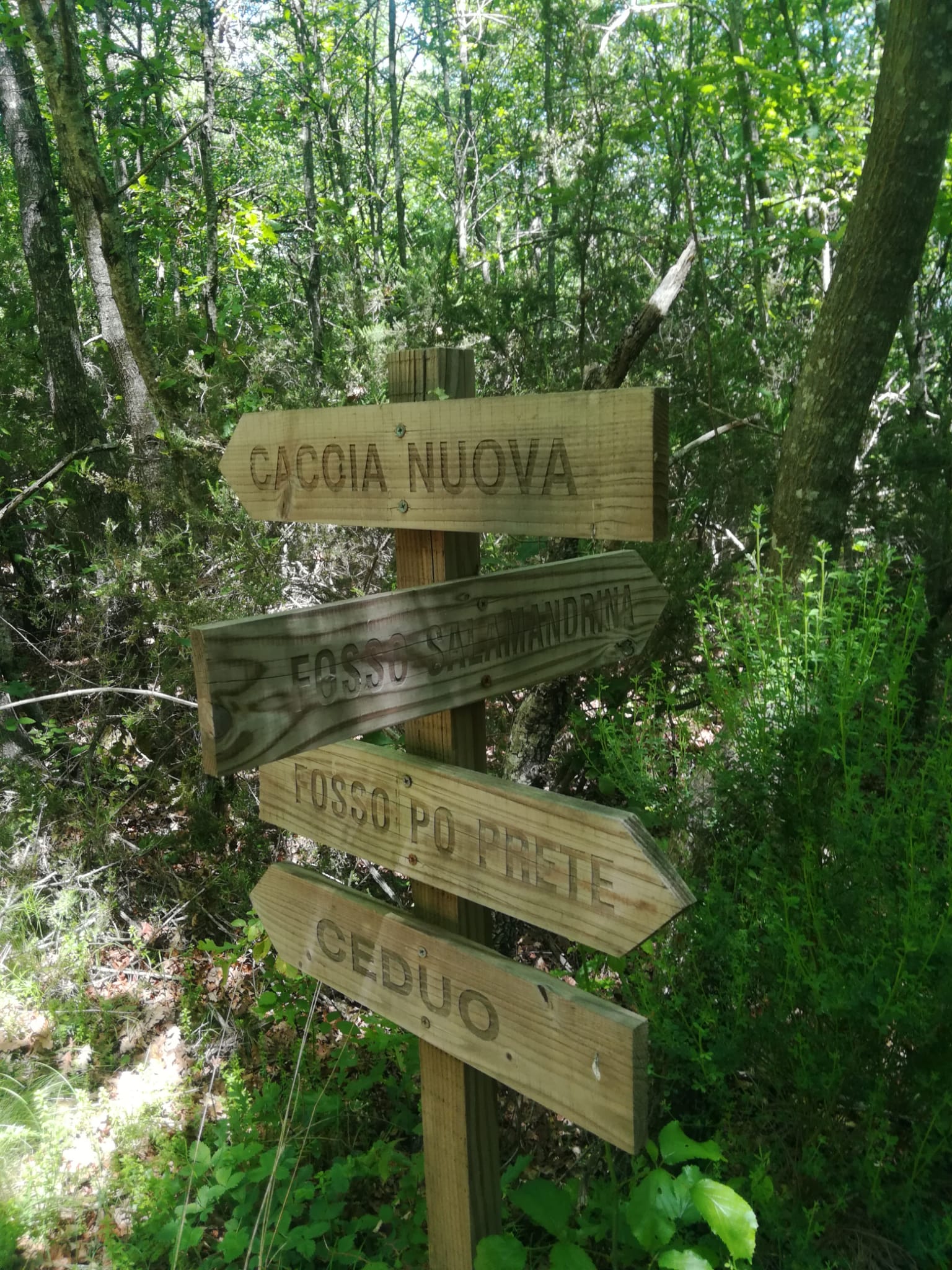 trekking per bambini bosco roma perugia