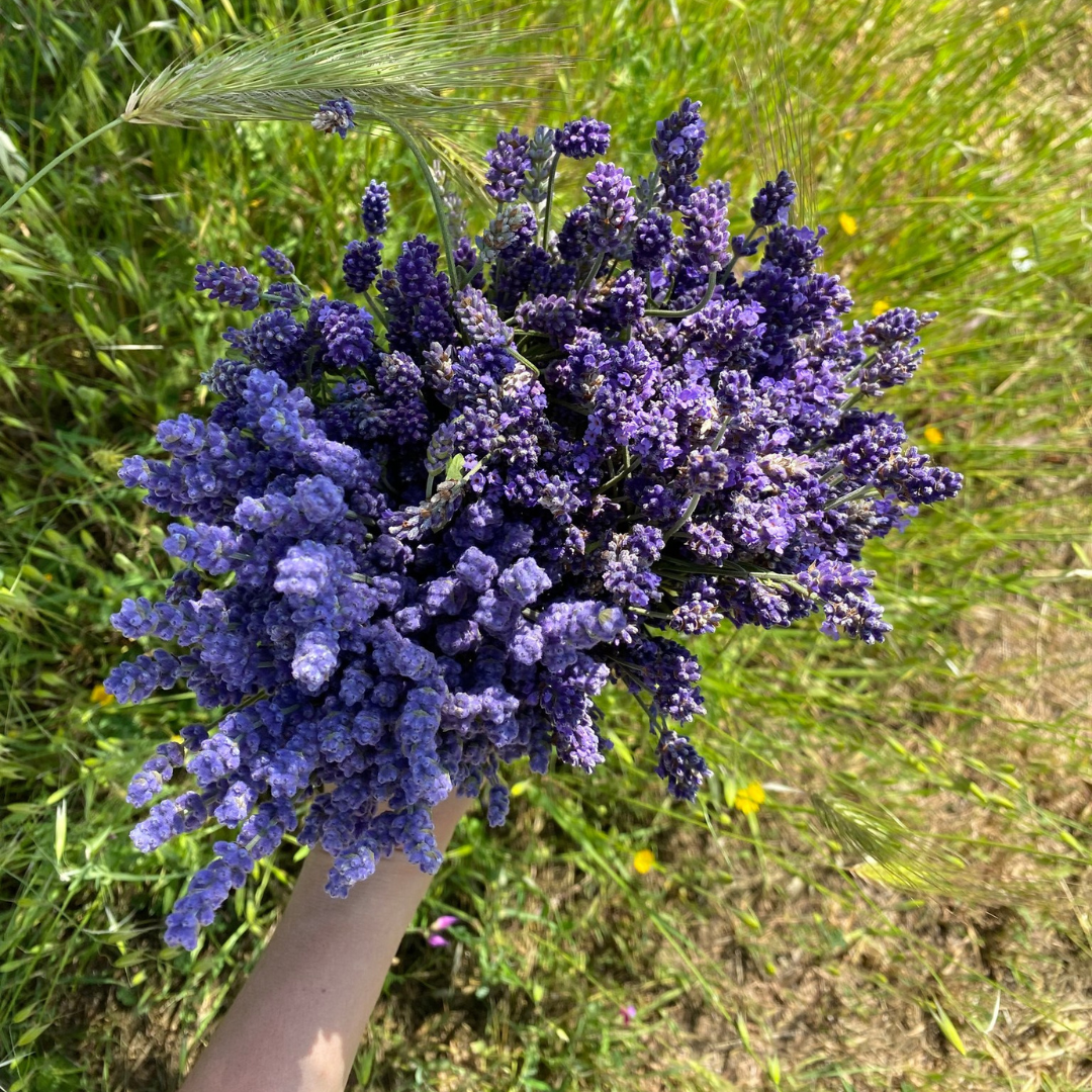 il lavandeto di Roma campo di lavanda francesca de iuliis