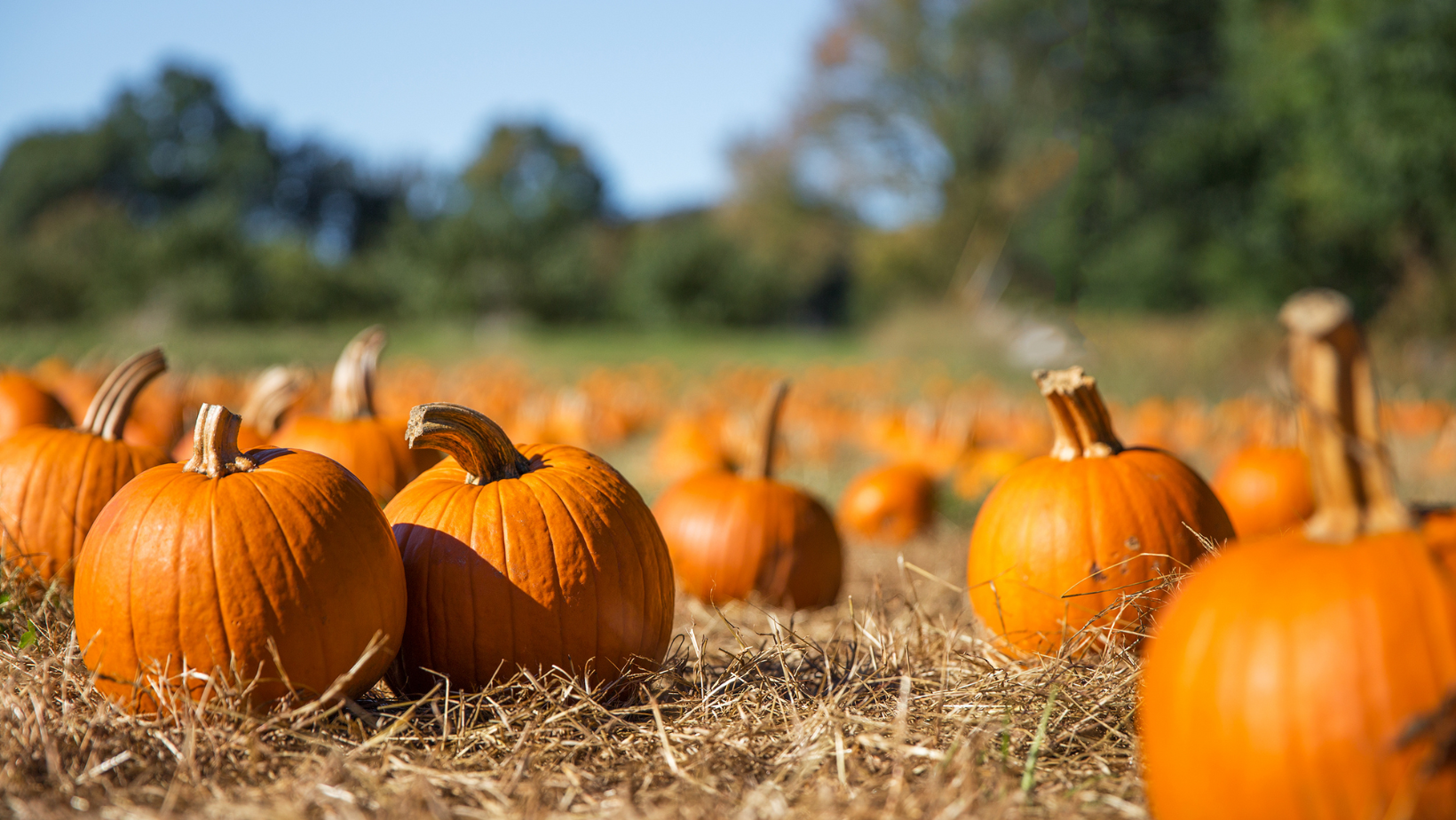 campo di zucche roma halloween