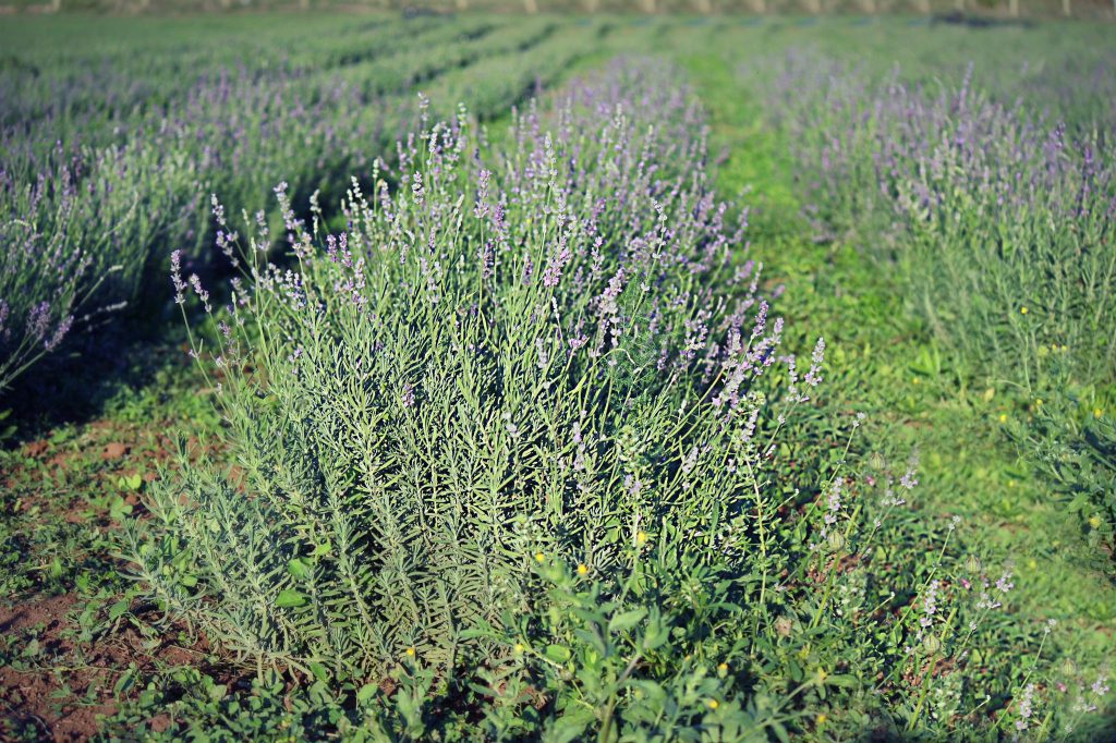 il lavandeto di Roma campo di lavanda francesca de iuliis