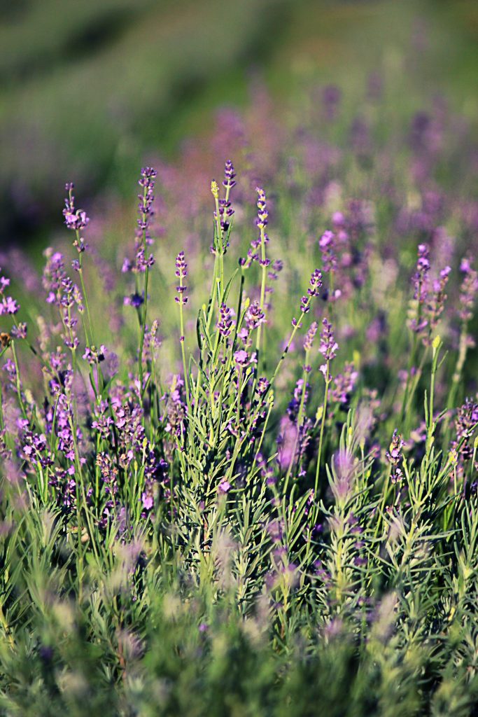 il lavandeto di Roma campo di lavanda francesca de iuliis