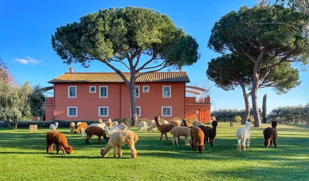 agriturismo per famiglie con bambini viterbo roma piani della marina alpaca