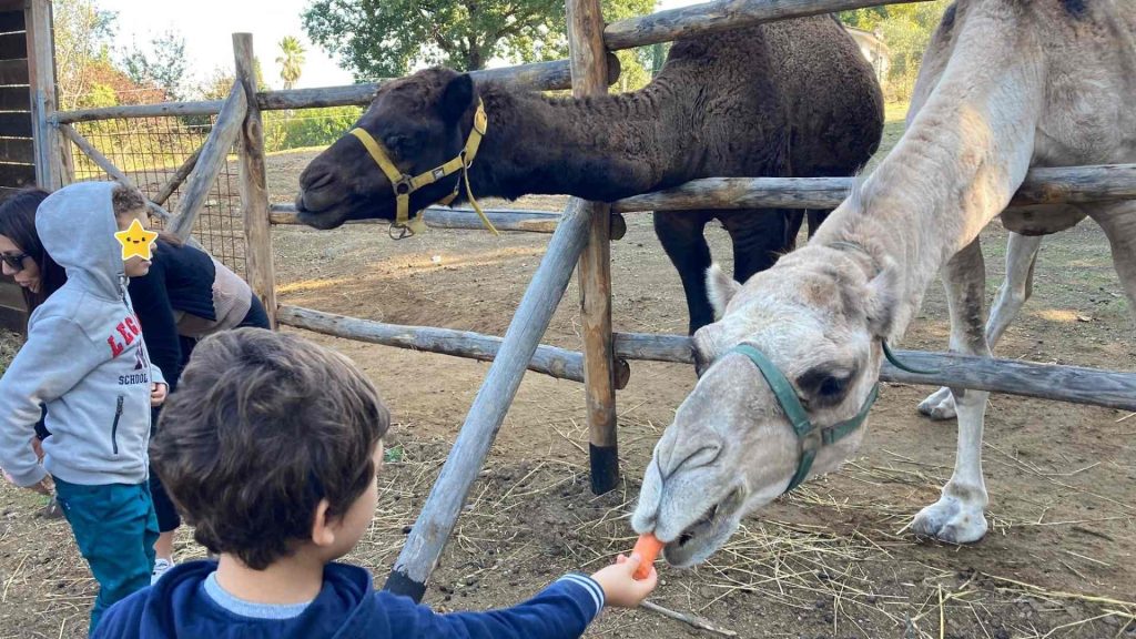 arca dei camaleonti parco faunistico fattoria didattica roma bambini 18