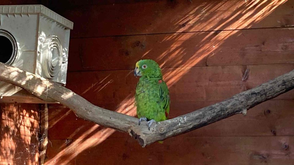 arca dei camaleonti parco faunistico fattoria didattica roma bambini 18