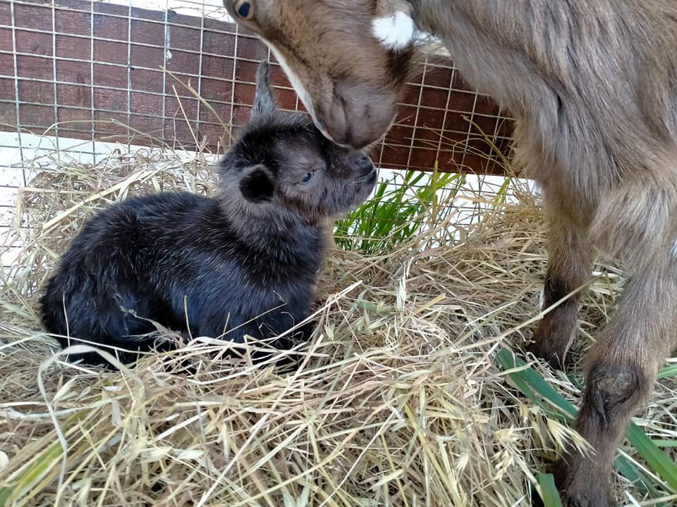 fattoria didattica bambini lazio latina il girotondo degli animali