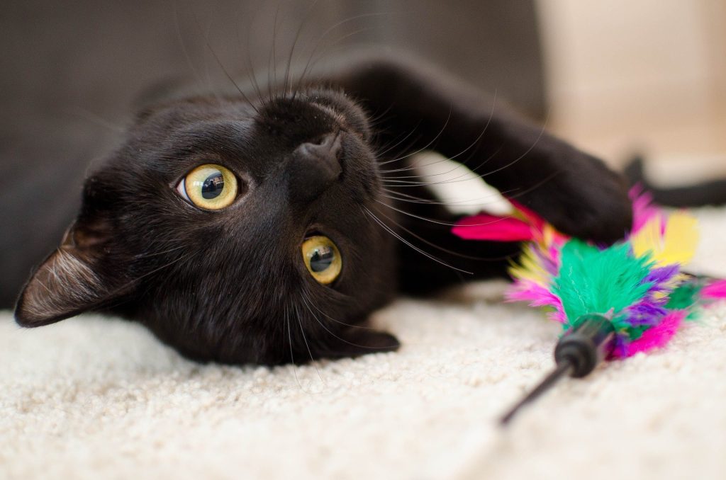 officine feline psicologa felina roma bambini neonati gatti