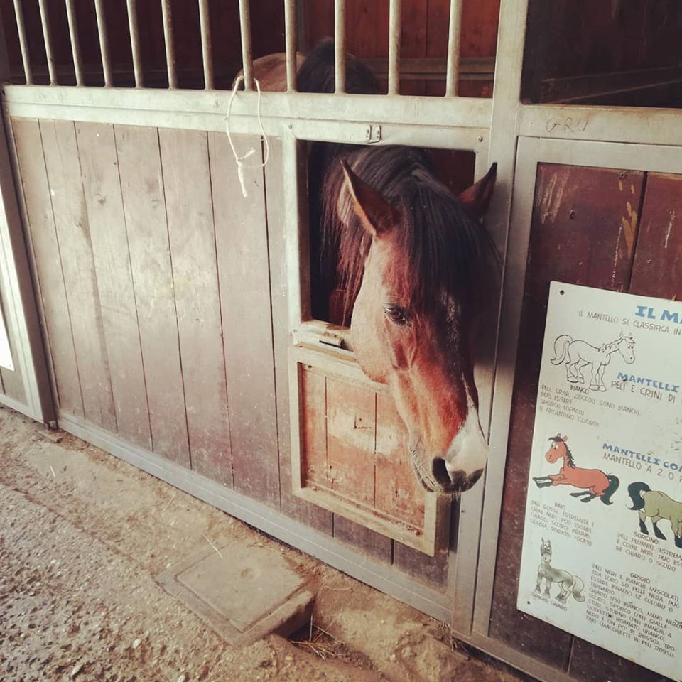 il giardino di filly ranch pony fattoria didattica roma