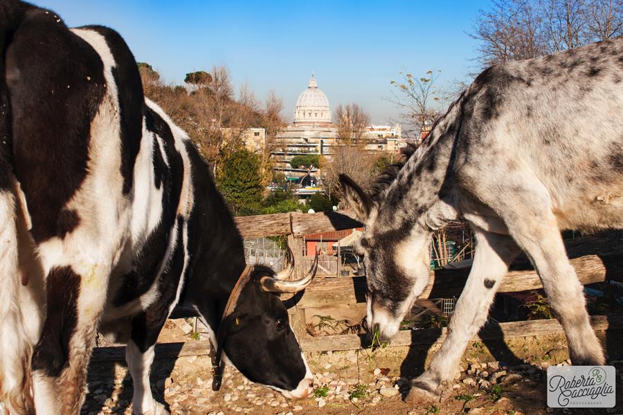 La Fattorietta, fattoria didattica a Roma