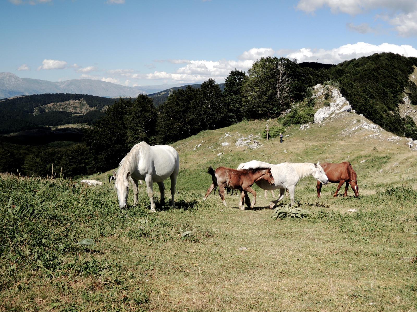 livata cavalli lontanza