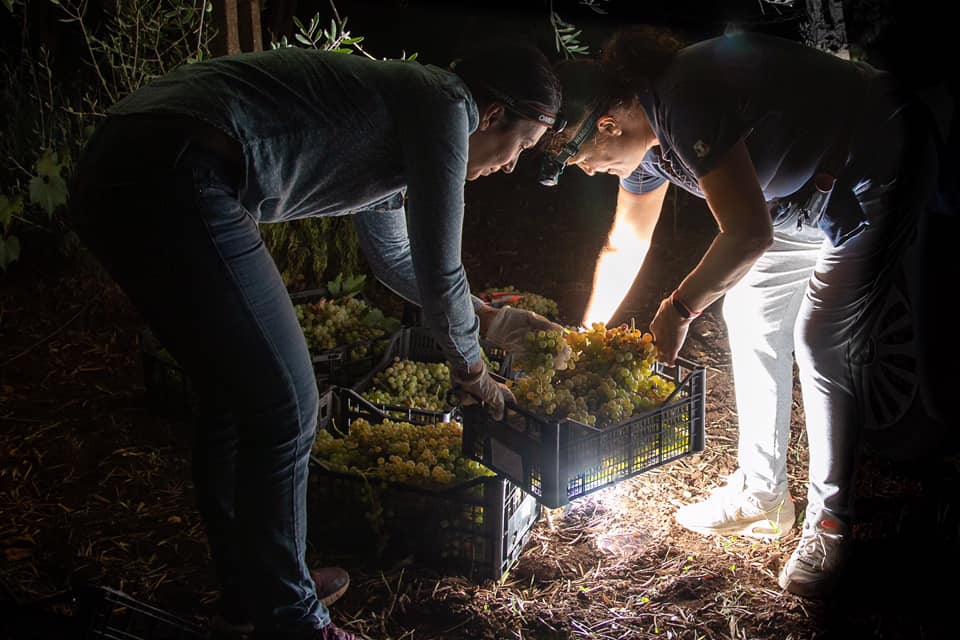 vendemmia con i bambini genzano cantina costantini