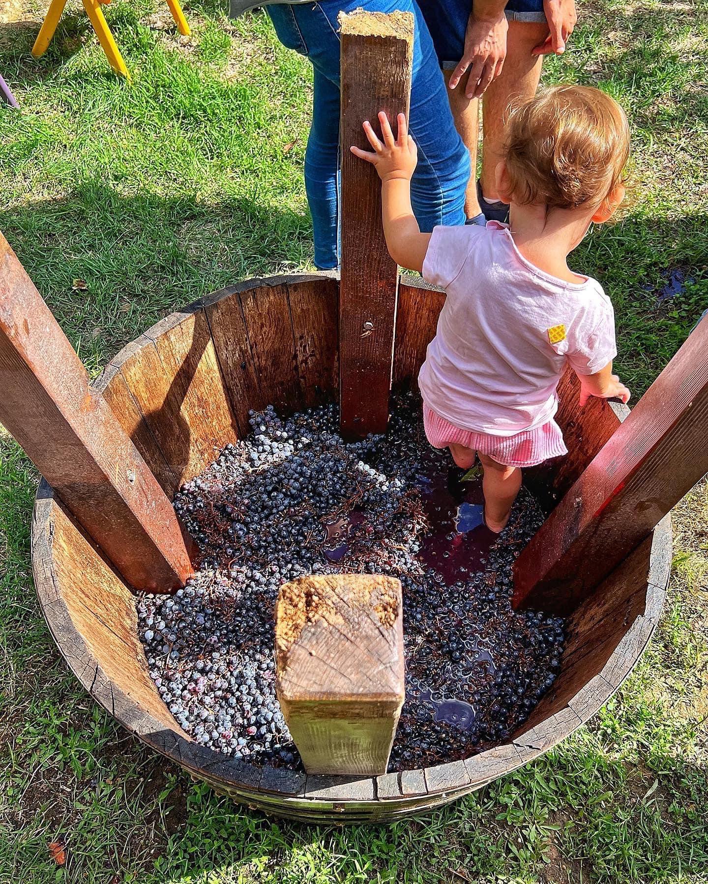 vendemmia per bambini agriturismo fattoria didattica roma