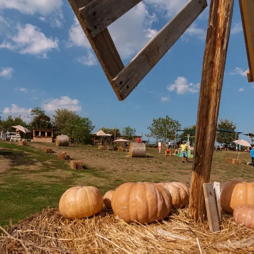 campo delle zucche roma feste per bambini