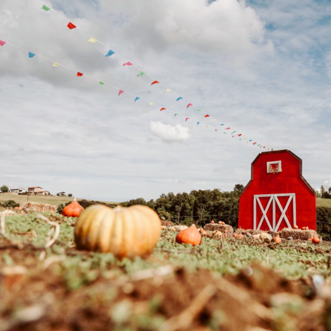 eventi per bambini campo delle zucche 