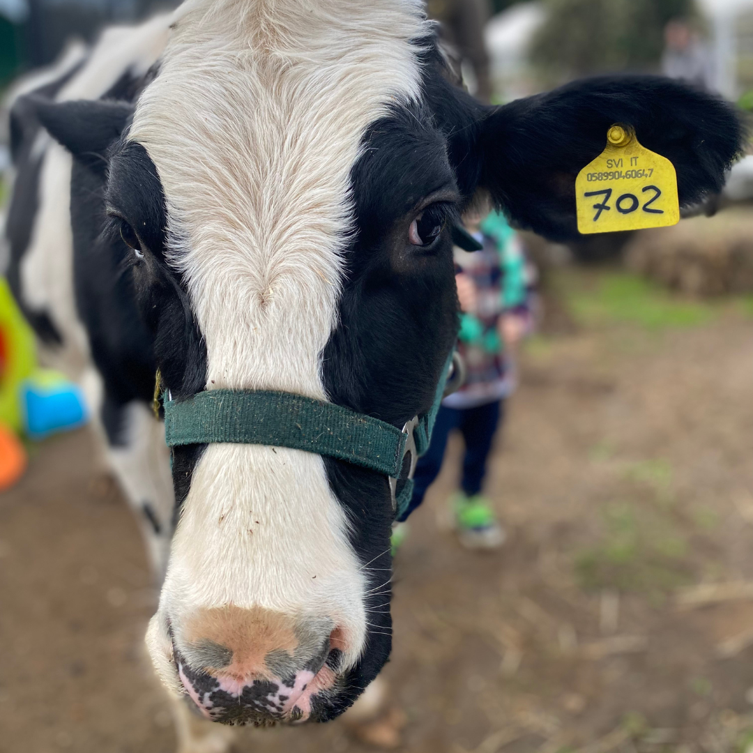 agriturismo con fattoria didattica per bambini a roma ristorante