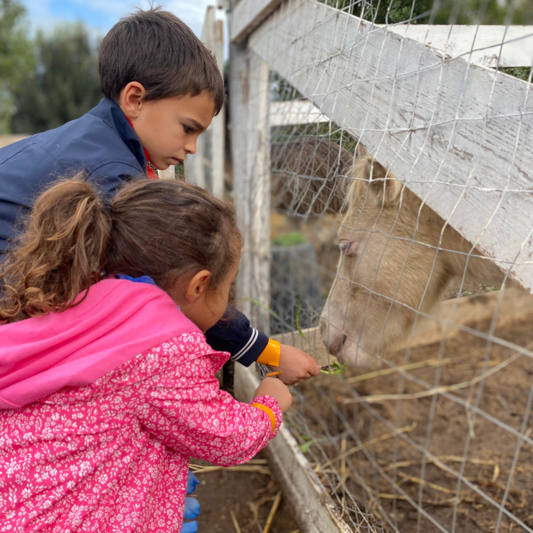 agriturismo con fattoria didattica per bambini a roma ristorante